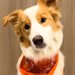 『お姉ちゃんとパパを起こしてきて』と犬にお願いした結果→あまりにも露骨な『態度の違い』に絶賛「熱量の差ありすぎて草」「言葉理解して凄い」