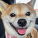お出かけでワクワクしている犬→行き先が『病院』と分かった瞬間…まるで別の犬のような『絶望顔』が195万表示「あからさまｗ」「詐欺で草」