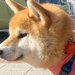サイズ確認して買った『犬の洋服』を着せた結果→イメージと違って…想像以上に『ピチピチな光景』に7万いいね「盛大にむせた」「エアロビｗ」