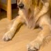朝、部活で学校へ向かう長男→大型犬が『どうしても行ってほしくない』と訴え…行きたくなくなる『上目遣い作戦』に反響「魔性ｗ」「大好きなんだ」