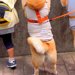 3歳の女の子と犬2匹が『動物園に行った』結果→みんなで並んで…人間にしか見えない『まさかの光景』に2万いいね「後ろ姿がｗ」「夢中で可愛い」