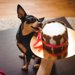 【2023年】シャトレーゼに犬用ケーキはある？売ってる場所は？