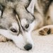 【元動物看護師体験談】安易に安楽死を求める飼い主