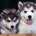 ポンスキーって知ってる？ハスキーとポメラニアンのミックス犬が可愛いと話題