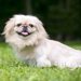 ペキニーズの犬種情報