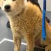 人に噛みつく12歳の老犬→お手入れできず、全身ボロボロで…トリミングを受けた後の『表情の違い』が145万再生「気持ち良さそう」「感服」