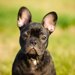 フレンチブルドッグの飼い方！子犬期を室内で育てるコツや注意点