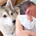出産を終えた女性→1週間ぶりに赤ちゃんを連れて帰宅すると、大型犬が近づいて…あまりにも尊い『初対面の光景』が77万再生「涙が…」「素敵」