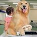 1歳の女の子が車の乗り物で遊んでいたら、大型犬が…『絶対に離れたくない』尊すぎる姿が37万再生　あまりにも平和な光景に反響