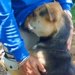 『放っておけば処分される犬』を保護→たった2日目で…想像もできなかった『泣ける光景』に反響「初めて見た」「どうか幸せになって」と感動の声