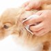 犬の耳が臭い！汚くなるのはなぜ？病気の可能性やニオイの対策・対処法を紹介