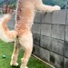 塀から外を眺める大型犬→まるで『おっさん』のようで…見つけたら思わず二度見する光景が29万再生「通行人びっくりするｗ」「たまらん可愛さ」