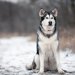 アラスカンマラミュートの値段はどのくらい？子犬の価格や初期費用について解説