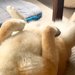 森の中を散歩をする2匹の犬→疲れてしまい、帰りの車内でウトウトして…帰宅後の『寝姿』が豪快すぎると反響「美しいへそ天」「今年一癒された」