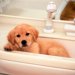 犬のシャンプー！　洗い方などの基本について