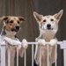 犬が突然お留守番できなくなった！考えられる理由や対処法を解説