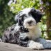 絶滅危惧種に指定されている犬種５選