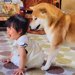 『また泣かせやがったな！』犬が号泣する赤ちゃんを見た結果…『まさかの行動』が優しすぎると71万再生「本当に健気」「無償の愛」と感動