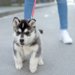 子犬のリードの選び方！しつけにおすすめの人気商品4選