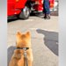 『消防署』が大好きで、いつも離れて訓練を見ていた犬→気づいてくれた『憧れの消防士さん』が…尊すぎる『やり取り』に反響「帰りたくないよね」