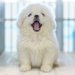 犬用ケージに仕切りをつけて上手にトイレを教えよう！【手作りOK!】