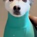 お出かけのため、犬に『服』を着せた結果→思った以上に『ピチピチ』で…もはや別犬な『まさかの風貌』が22万再生「笑い止まらん」「ほっそｗｗ」