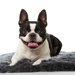 ボストンテリアの犬種情報