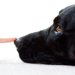 犬のマズルとはどこの部分？マズルコントロールの正しいやり方からと注意点まで解説