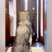 『おとーさん帰ってくるって』大型犬に夫が出張から戻ってくることを伝えた結果→すぐさま玄関へ行き…熱烈すぎる『再会の瞬間』に反響「羨ましい」