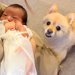 生まれたての赤ちゃんを初めて見た犬→『仲良くできるかな』と思っていたら…まるで本当のお兄ちゃんのような反応が42万再生「愛おしい」と感動