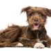 ミックス犬の平均寿命が純血種より短い理由