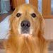 仕事に行くため『道具を持ってきて』と大型犬にお願いをしたら…完全に言葉を理解している『まさかの光景』が15万再生「びっくり」「感動した」
