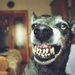 犬が威嚇する４つの心理！飼い主に威嚇してくる理由や対処法を解説