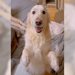 『超大型犬の真似をする大型犬』が話題に！270万以上再生された"構って行動"に「目きらきらすぎる」「期待に満ちた顔してる」の声