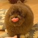 ボサボサの犬を『洗面台で洗った』結果→本当に犬…？想像超える『衝撃のビフォーアフター』が1141万再生「魔法使いｗ」「おじいちゃんで草」
