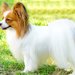 【獣医師監修】パピヨンってどんな犬種？特徴と性格や飼い方・価格相場まで解説