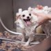 犬のシャンプーの頻度は？年齢や犬種による違いを解説！