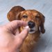 老犬の抗生物質による副作用は？症状が現れた時の対処法や予防策