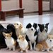犬が飼えなくなったら？飼えなくなった理由や飼う前に考えること