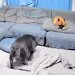 母犬が亡くなる26時間前→体を動かすのも辛い状況なのに『娘犬』に向かって…最期に見せた『涙の光景』が67万再生「愛感じる」「母ってすごい」