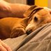 認知症の愛犬への介護で飼い主が気をつけたいポイント