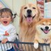 ホームセンターでお買い物→カートに『1歳の女の子と2匹の犬』を乗せた結果…思わず笑顔になる『尊い光景』が36万再生「幸せが溢れてる」
