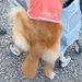 新しい『犬のカート』を買った結果→大型犬が『乗りたい』と訴えて…自分の大きさを理解していない『まさかの光景』が164万再生「声出して笑った」
