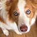 『世界一IQが高い犬』と暮らした結果→困難を乗り越えて…驚きの『完全に意思疎通する光景』が105万再生「空いた口塞がらん」「凄すぎ」