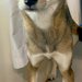 犬の前で『巨大なオナラ』をしてしまった飼い主→ふと顔を覗くと…人間のような『表情』の一枚に反響「眉毛がｗｗ」「体の心配をしてるのかも」