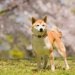 豆柴と柴犬の違いは？比較のしかたをわかりやすく解説！