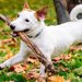 愛犬を木の枝で遊ばせてはダメ！ 怪我や病気の可能性あり！