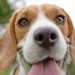 犬のヒゲは切っても大丈夫？役割やカット方法など