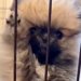 暑がりな赤ちゃん犬→心配なので『凍ったペットボトルをあげた』結果…あまりにも可愛い光景が24万再生「冷やしたぬきｗ」「試したい」と絶賛