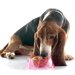 老犬に最適な食事回数は？変えるタイミングや注意点を解説